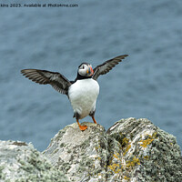 Buy canvas prints of Puffin Stretching its wings on Skomer by Nick Jenkins