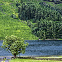 Buy canvas prints of Lonely Tree Buttermere Lake District National Park by Nick Jenkins