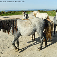 Buy canvas prints of Wild Ponies in the Gelligaer Common Car Park in Se by Nick Jenkins