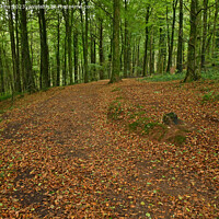 Buy canvas prints of Track and Autumn Tree Leaves Fforest Fawr Cardiff October  by Nick Jenkins