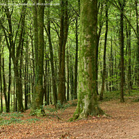 Buy canvas prints of Close up View of Trees in Fforest Fawr Cardiff in October by Nick Jenkins