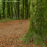Buy canvas prints of Solitary Tree with trees behind at Fforest Fawr South Wales by Nick Jenkins