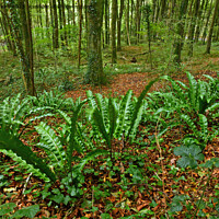 Buy canvas prints of Harts Tongue Fern Leaves Fforest Fawr Cardiff Octo by Nick Jenkins