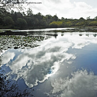 Buy canvas prints of Fishpond in Hensol Forest Vale of Glamorgan  by Nick Jenkins