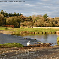 Buy canvas prints of River Ogmore and Swan close to Ogmore Castle in No by Nick Jenkins