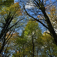 Buy canvas prints of Upward Photograph of trees ahead in Autumn 2023  by Nick Jenkins