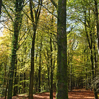 Buy canvas prints of Upright of Trees at Fforest Fawr in Autumn 2023  by Nick Jenkins