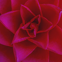 Buy canvas prints of The Red Camellia Flower by Nick Jenkins