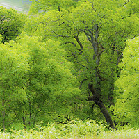 Buy canvas prints of Beautiful Green Ash Trees at Cwmparc Rhondda Wales by Nick Jenkins