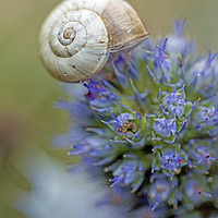 Buy canvas prints of Snail sitting on a Sea Holly Flower on the coast by Nick Jenkins