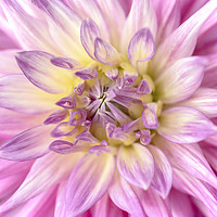 Buy canvas prints of Pink Dahlia Flower Close Up by Nick Jenkins