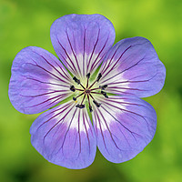 Buy canvas prints of Blue Cranesbill Flower Close Up by Nick Jenkins