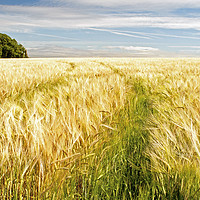 Buy canvas prints of Barley Field Ready for Harvest by Nick Jenkins