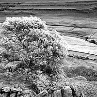 Buy canvas prints of The Ash Tree on Twistleton Scar Yorkshire Dales by Nick Jenkins
