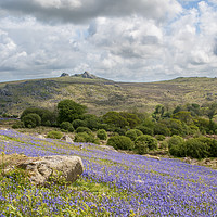 Buy canvas prints of Holwell Bluebell Lawns/Fields Dartmoor Devon by Nick Jenkins