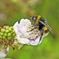 Buy canvas prints of Bumble Bee on Bramble Flower by Nick Jenkins