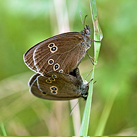 Buy canvas prints of Ringlet Butterflies Meeting Up and Mating Up.  by Nick Jenkins
