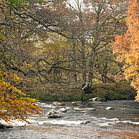 Buy canvas prints of Where The East and West Dart Rivers Meet on Dartmo by Nick Jenkins