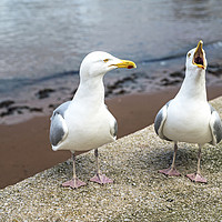 Buy canvas prints of Mr and Mrs Gull Chatting at Paignton Harbour by Nick Jenkins