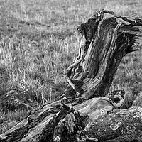 Buy canvas prints of Driftwood on the banks of the River Severn Wales by Nick Jenkins