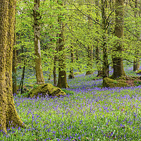 Buy canvas prints of Bluebell Woods in Spring in the Lake District by Nick Jenkins