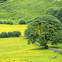 Buy canvas prints of Buttercup Meadow in Deepdale Yorkshire Dales by Nick Jenkins