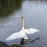 Buy canvas prints of Mute Swan Stretching by Nick Jenkins