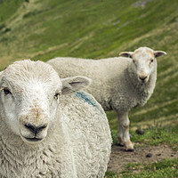Buy canvas prints of The Sheep Brothers are watching you by Nick Jenkins