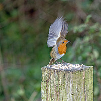 Buy canvas prints of Feeding Robin with Wings Stretched Upwards by Nick Jenkins