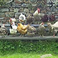 Buy canvas prints of Hens on a Bench in Dentdale Cumbria -  by Nick Jenkins