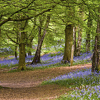 Buy canvas prints of Spring in the Wenallt Bluebell Woods Cardiff by Nick Jenkins