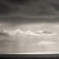 Buy canvas prints of The Lone Seagull by Nick Jenkins