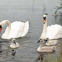 Buy canvas prints of The Swan Family together with their cygnets by Nick Jenkins