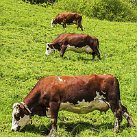 Buy canvas prints of Three Cows in a row uphill French Alps by Nick Jenkins