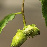 Buy canvas prints of Hazel Nuts Suspended on an early autumn day by Nick Jenkins