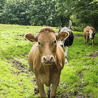 Buy canvas prints of Silly Cow in a Meadow below the Malvern Hills  by Nick Jenkins