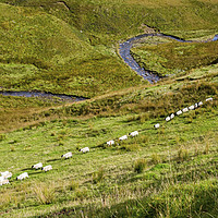 Buy canvas prints of A straight line of Sheep and the River below Wales by Nick Jenkins
