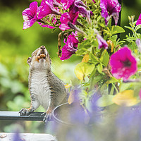 Buy canvas prints of Squirrel on the Balcony Mouth full of Peanuts by Nick Jenkins