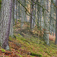 Buy canvas prints of Pine Plantation Claerwen Valley Mid Wales by Nick Jenkins