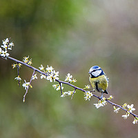 Buy canvas prints of Blue Tit Sitting on Hawthorn Branch with blossoms by Nick Jenkins