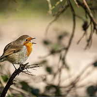 Buy canvas prints of Christmas Robin singing out loud beak wide open by Nick Jenkins