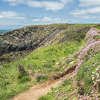 Buy canvas prints of Pembrokeshire Coast Path at St Justinians in May  by Nick Jenkins