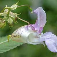 Buy canvas prints of Himalayan Balsam Flower in Local Woodland Close up by Nick Jenkins