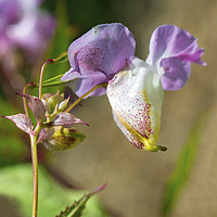Buy canvas prints of Himalayan Balsam Flower in Hedgerow Close up by Nick Jenkins