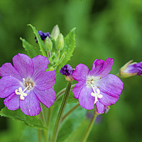 Buy canvas prints of Willowherb Flower Close up by Nick Jenkins