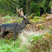 Buy canvas prints of Fallow Deer Stag on Cannock Chase by Nick Jenkins