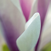Buy canvas prints of Artistically Presented Magnolia Flower in Spring  by Nick Jenkins