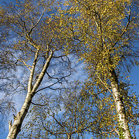 Buy canvas prints of Silver Birch Trees in Autumn by Nick Jenkins