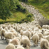 Buy canvas prints of Sheep on the move Brecon Beacons National Park by Nick Jenkins