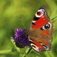 Buy canvas prints of Peacock Butterfly Up Close by Nick Jenkins